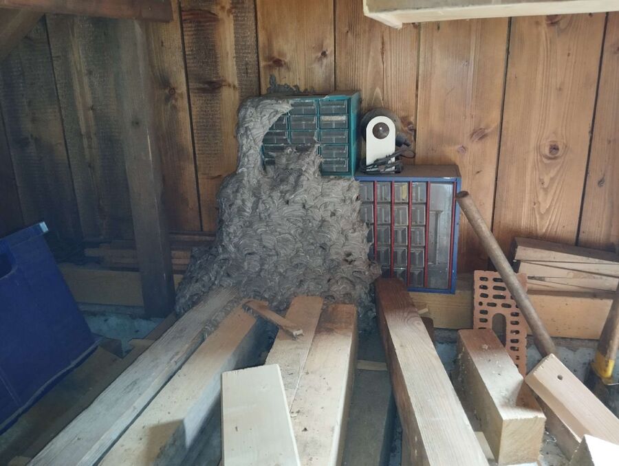 wespennest_entfernen