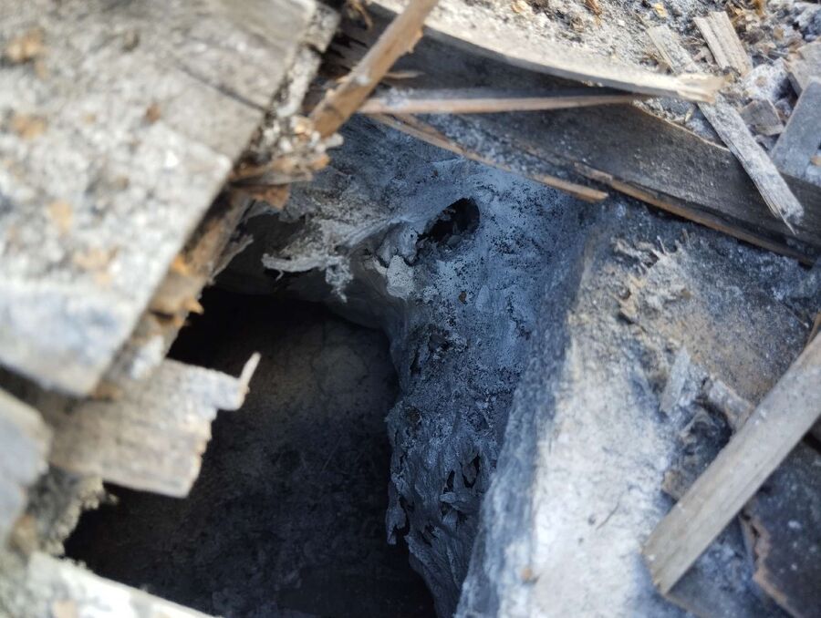 wespennest_entfernen