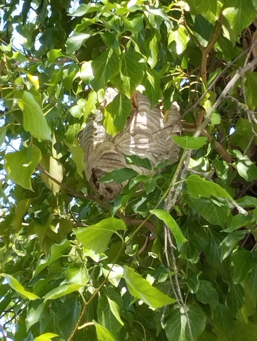 wespennest_entfernen