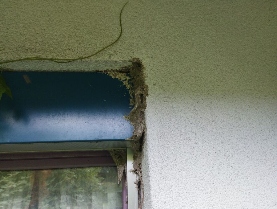 wespennest_entfernen