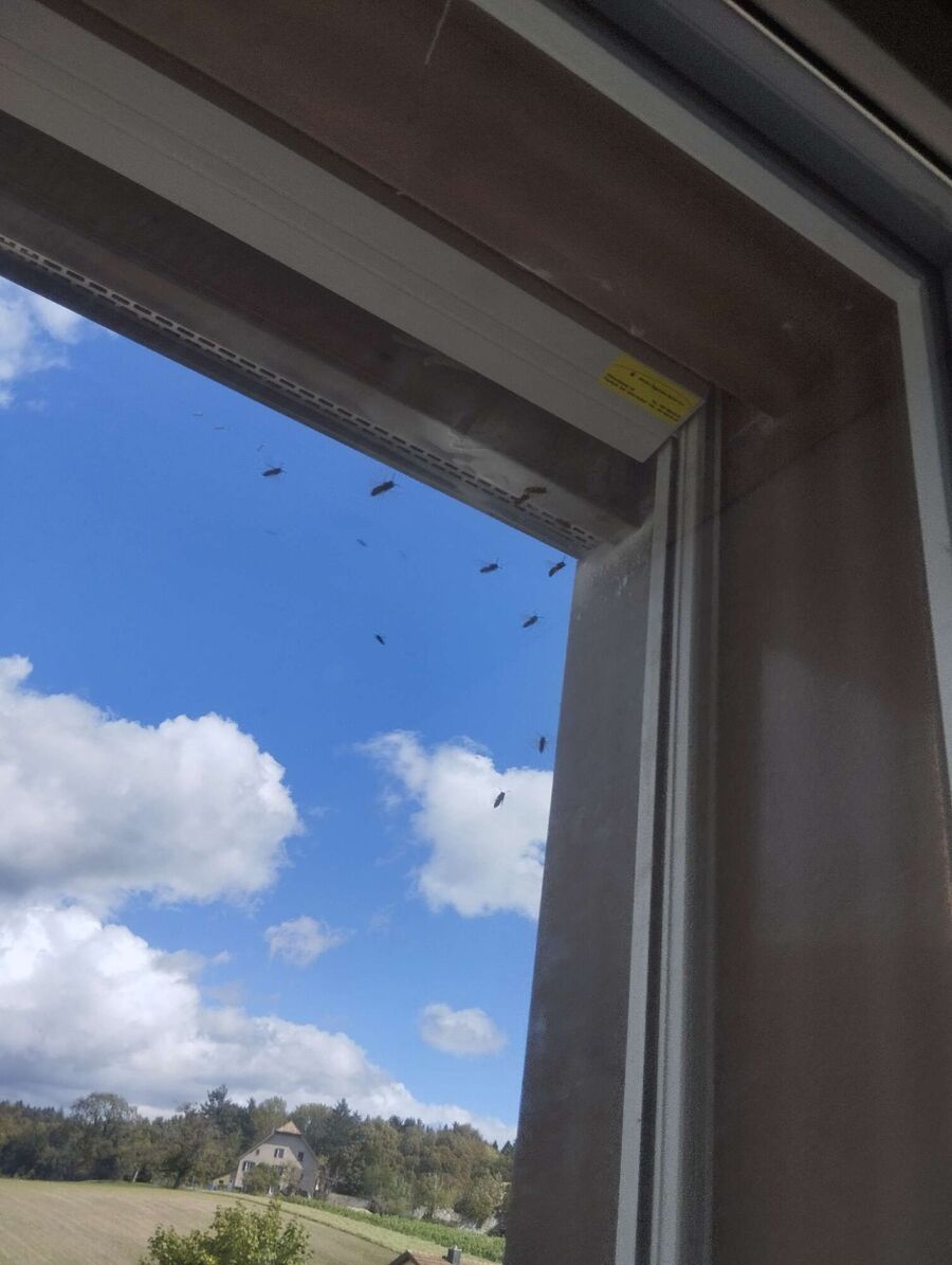 wespennest_entfernen