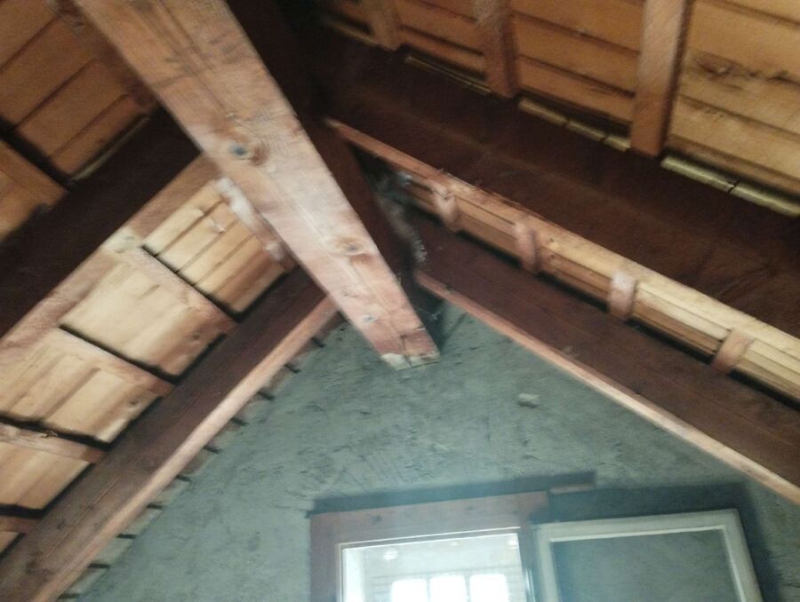 wespennest_entfernen