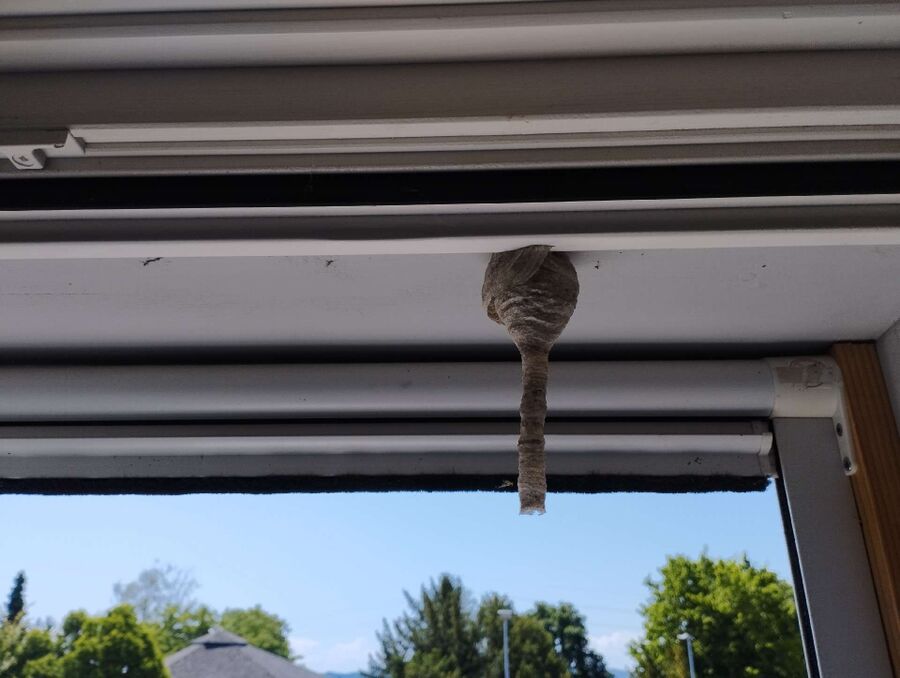 wespennest_entfernen