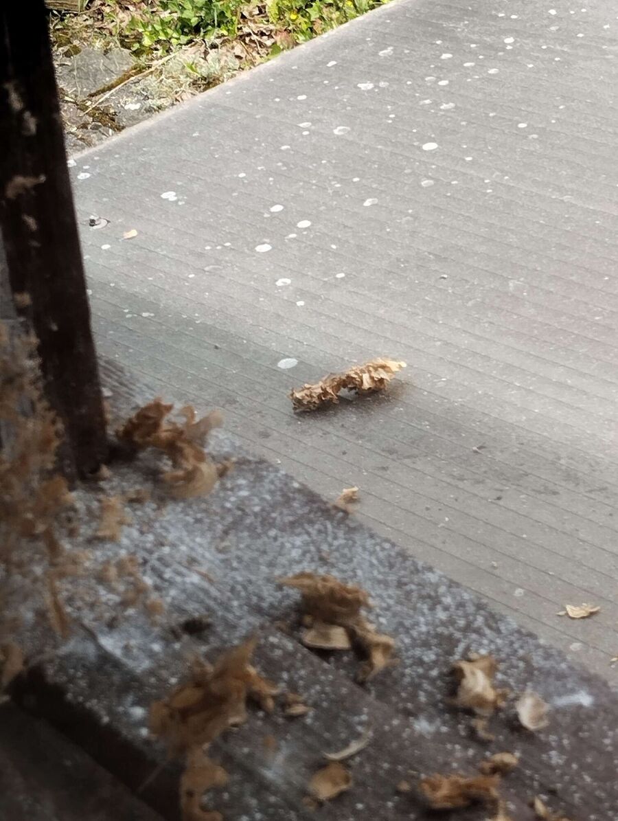 wespennest_entfernen