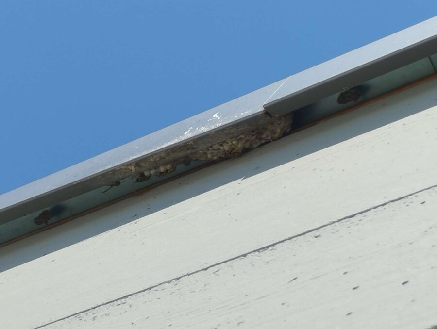 wespennest_entfernen