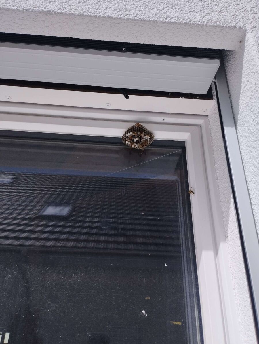 wespennest_entfernen