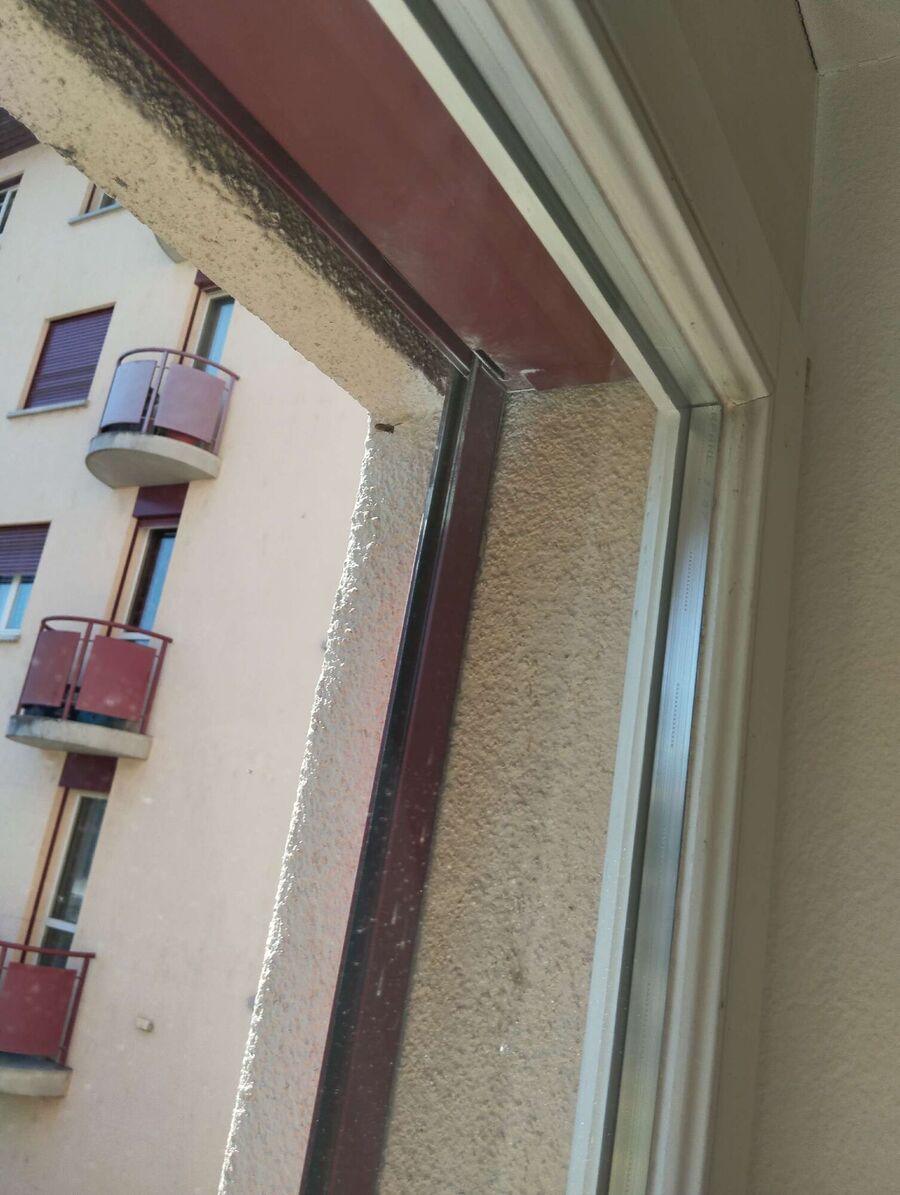 wespennest_entfernen