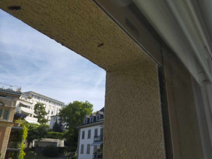 wespennest_entfernen