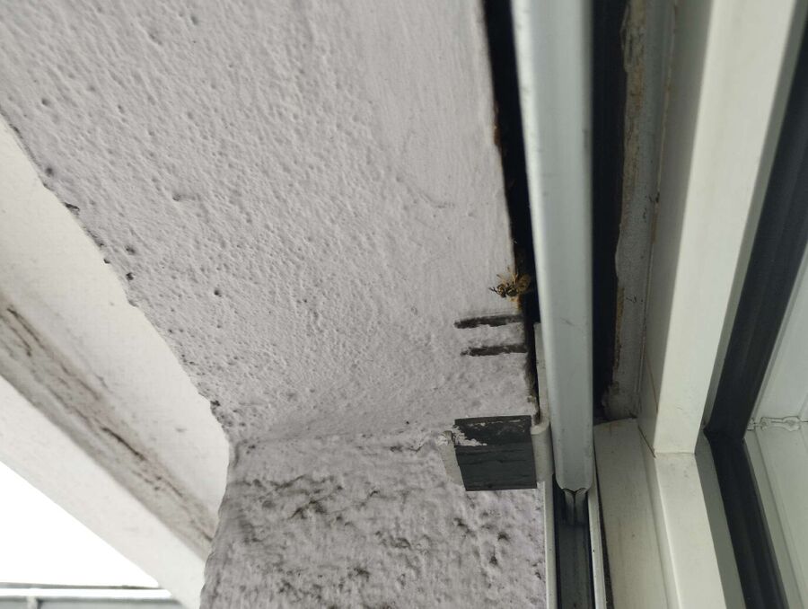 wespennest_entfernen