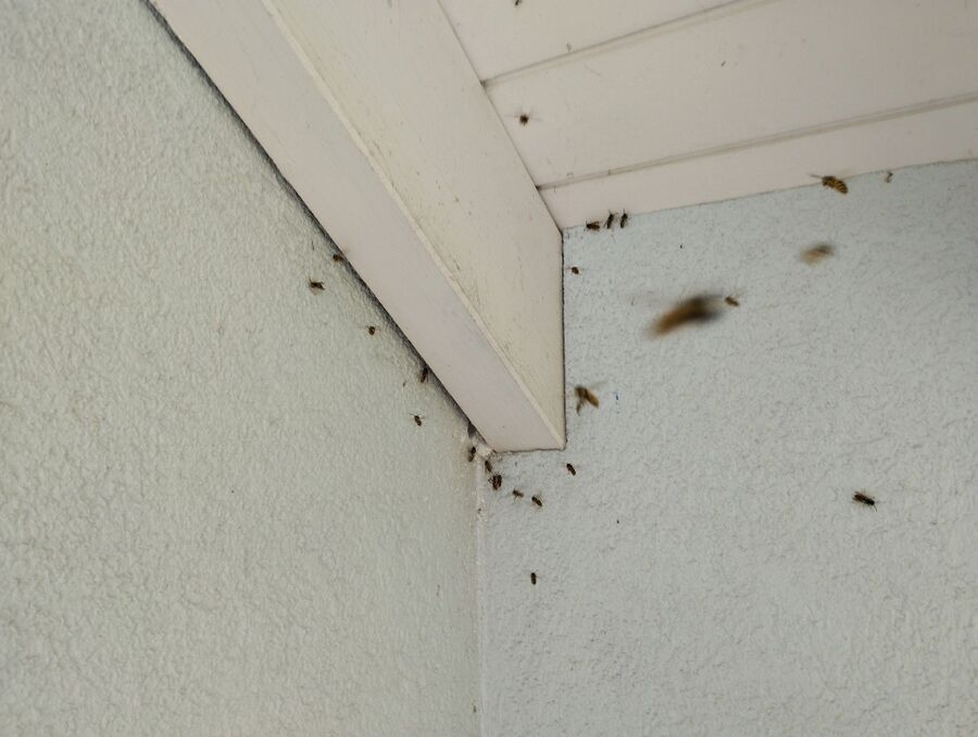 wespennest_entfernen