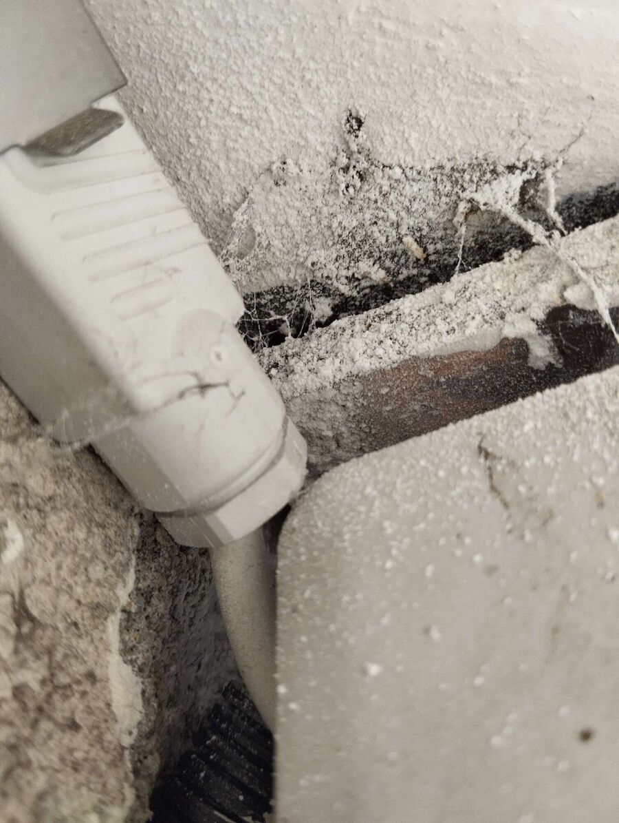 wespennest_entfernen