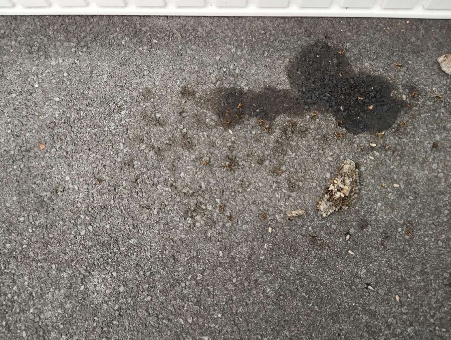 wespennest_entfernen