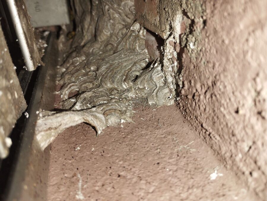 wespennest_entfernen