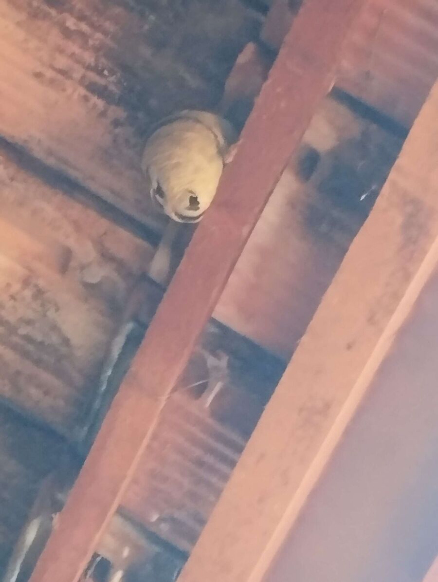 wespennest_entfernen