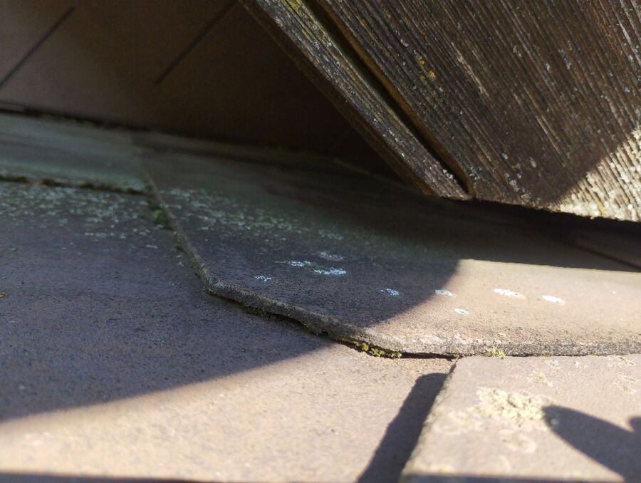 wespennest_entfernen