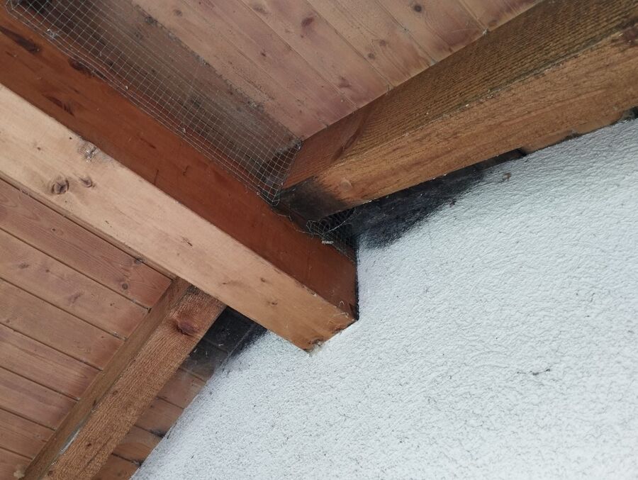 wespennest_entfernen