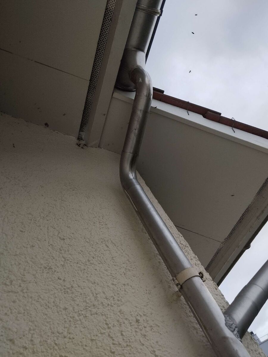 wespennest_entfernen