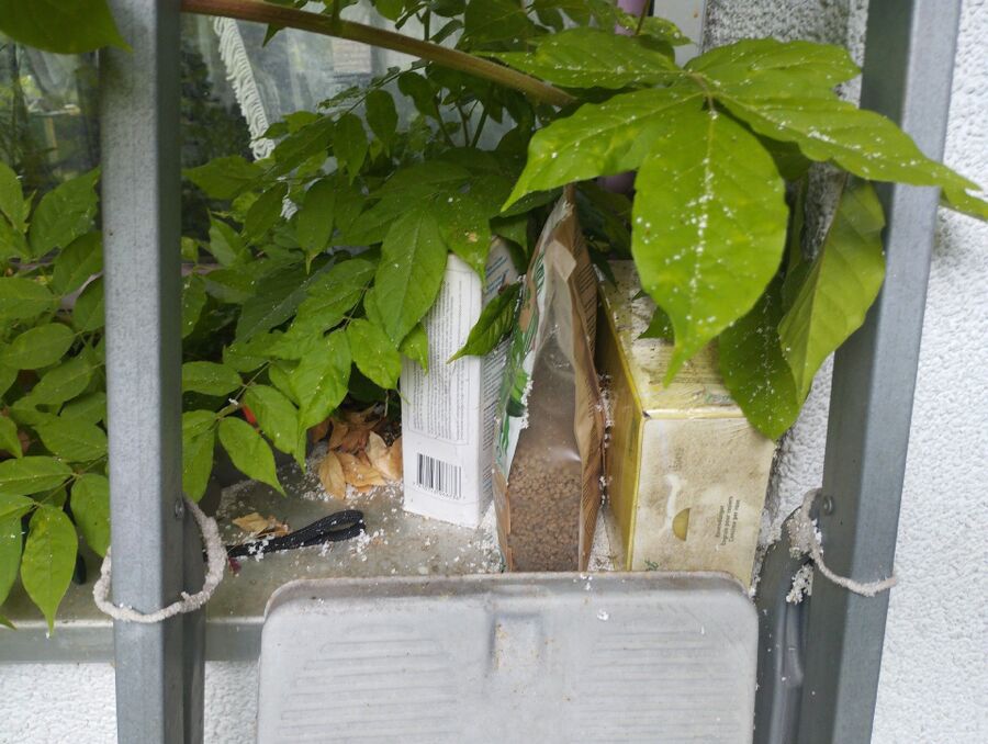 wespennest_entfernen