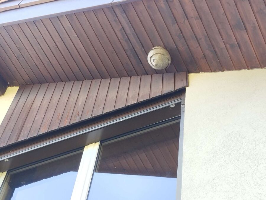 wespennest_entfernen