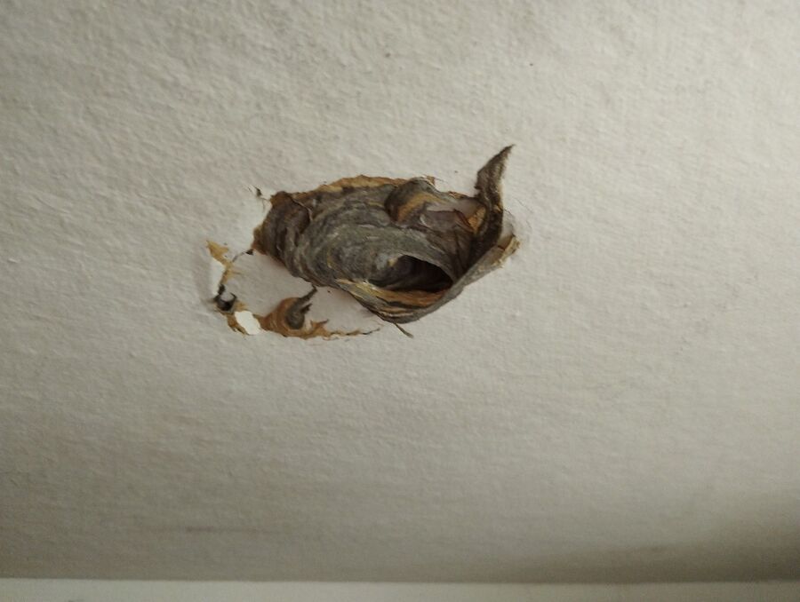 wespennest_entfernen