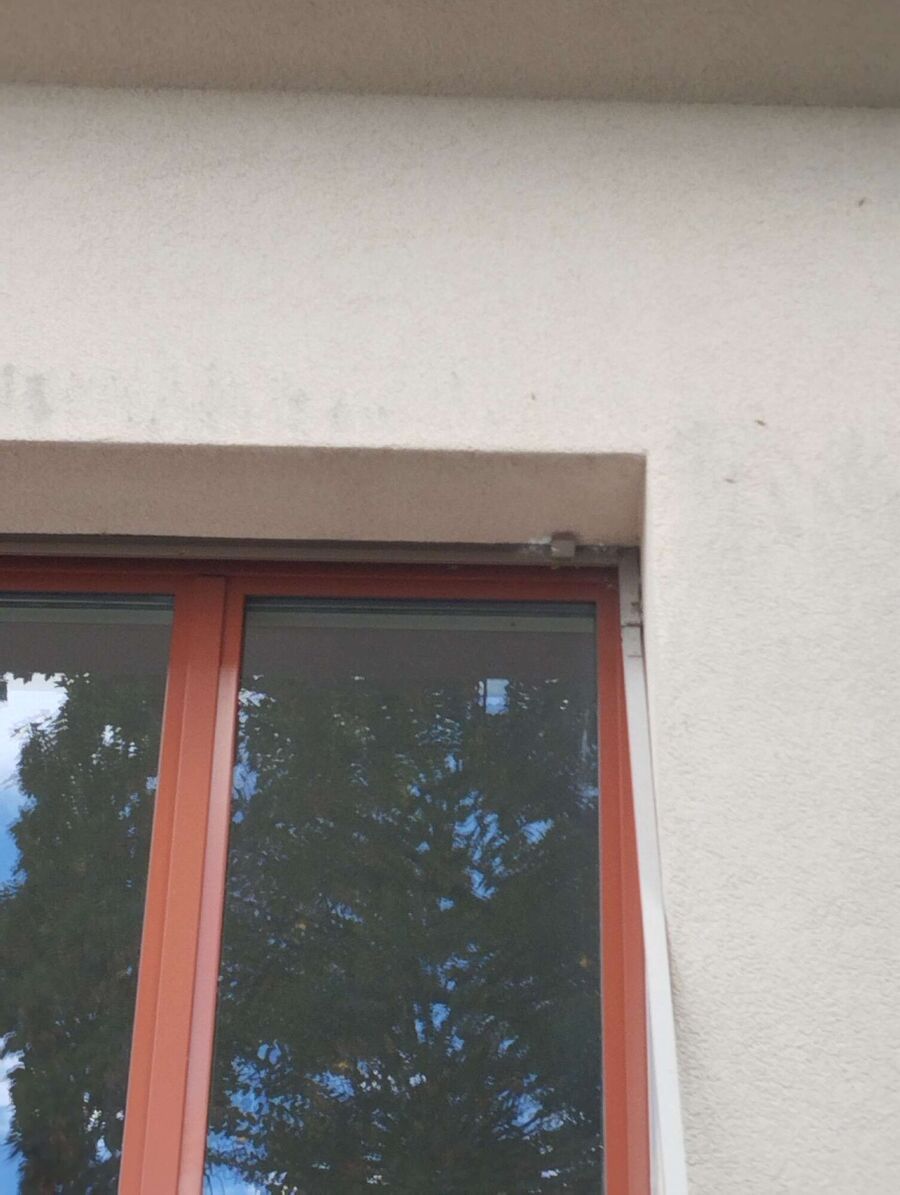 wespennest_entfernen