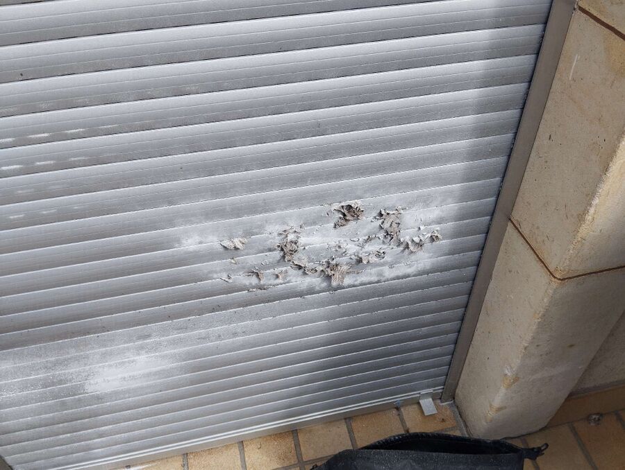 wespennest_entfernen