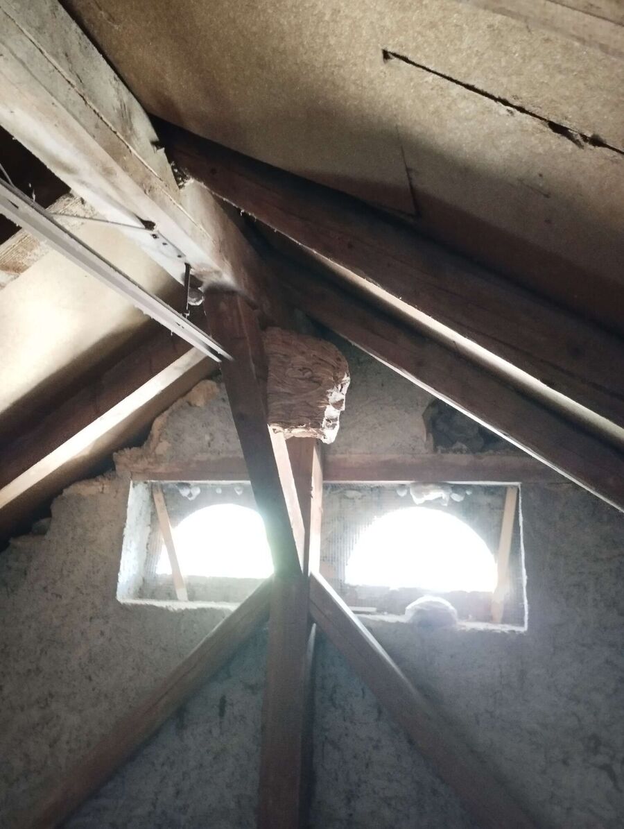 wespennest_entfernen