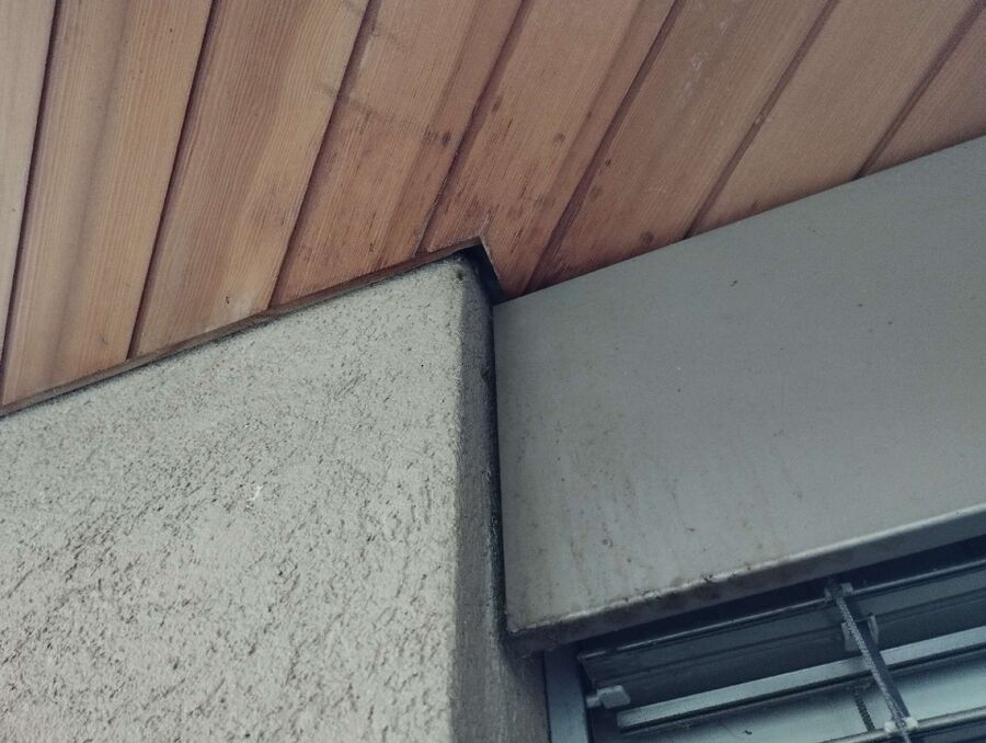 wespennest_entfernen