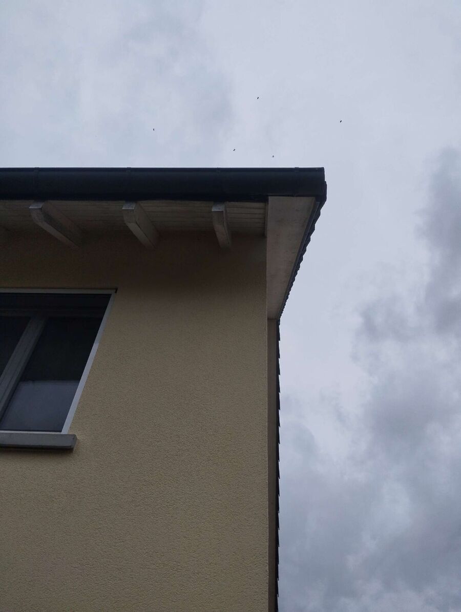 wespennest_entfernen