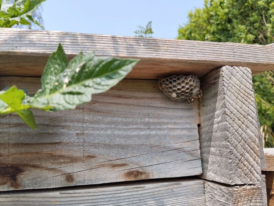 wespennest_entfernen