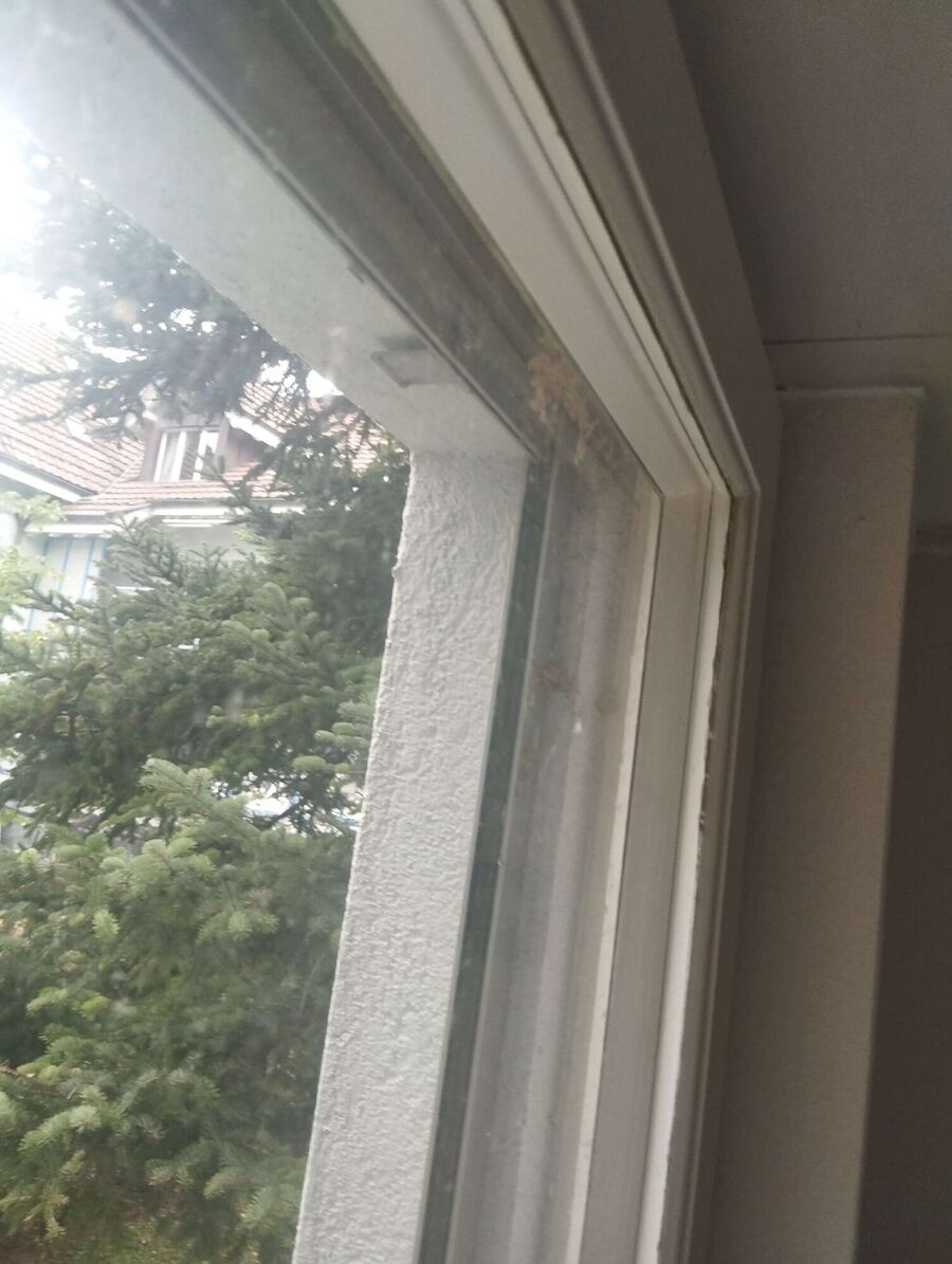 wespennest_entfernen