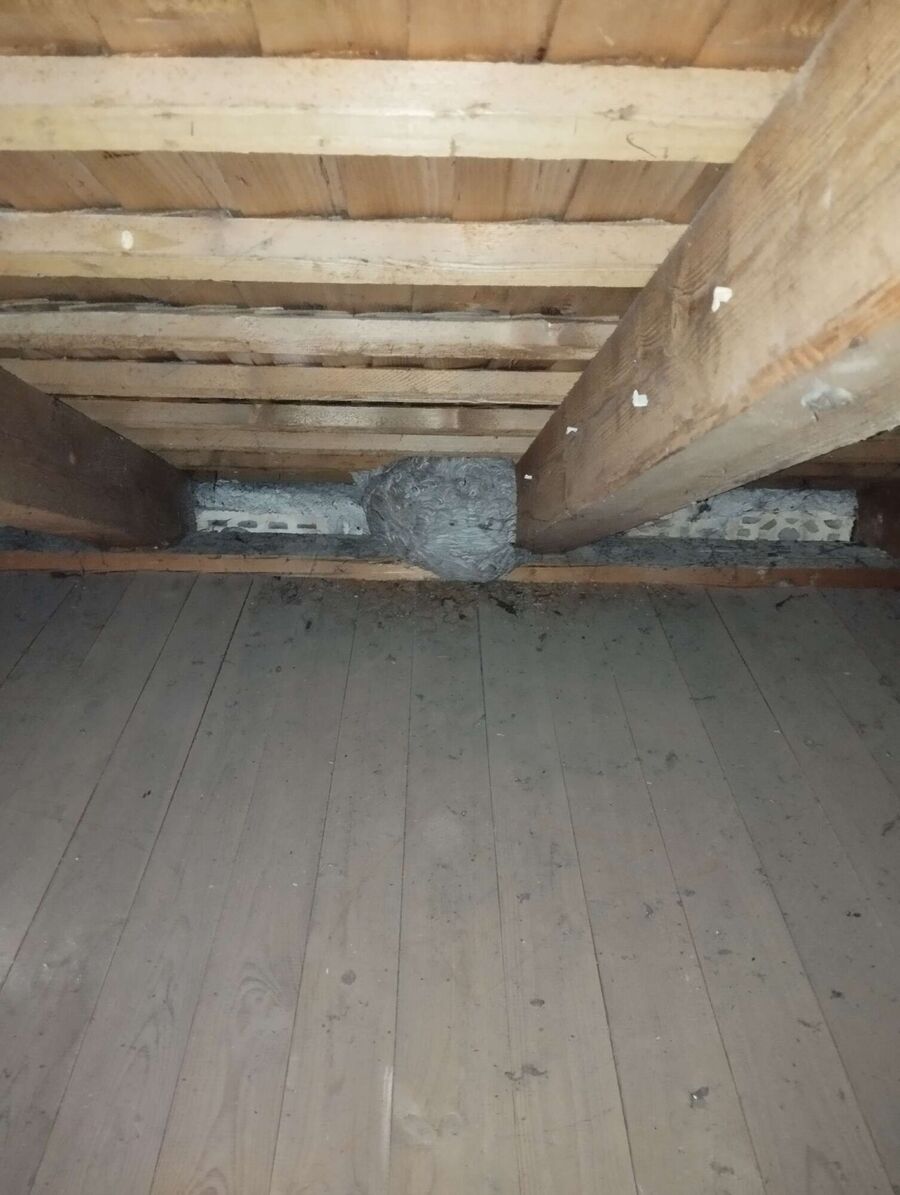 wespennest_entfernen