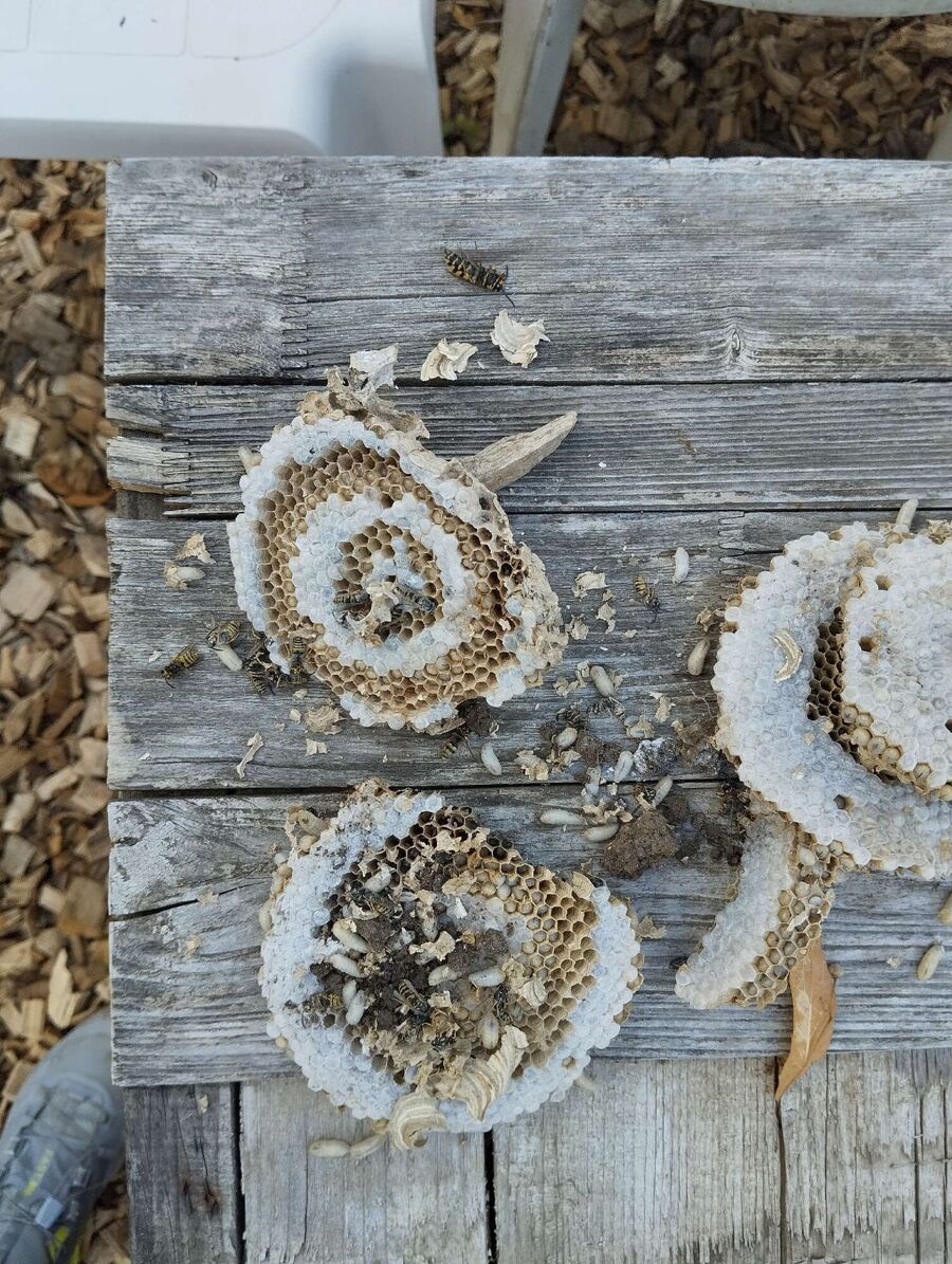 wespennest_entfernen