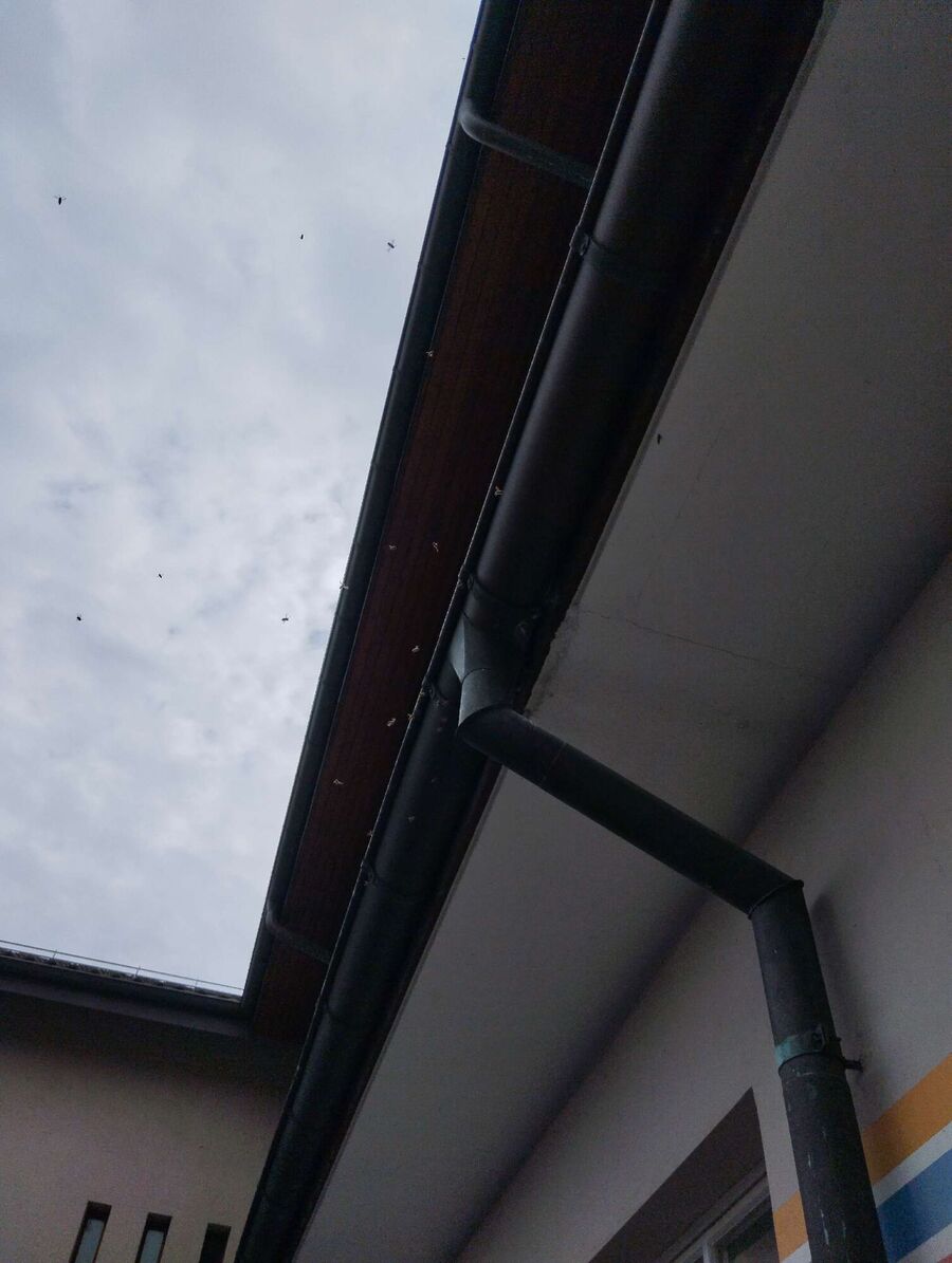 wespennest_entfernen