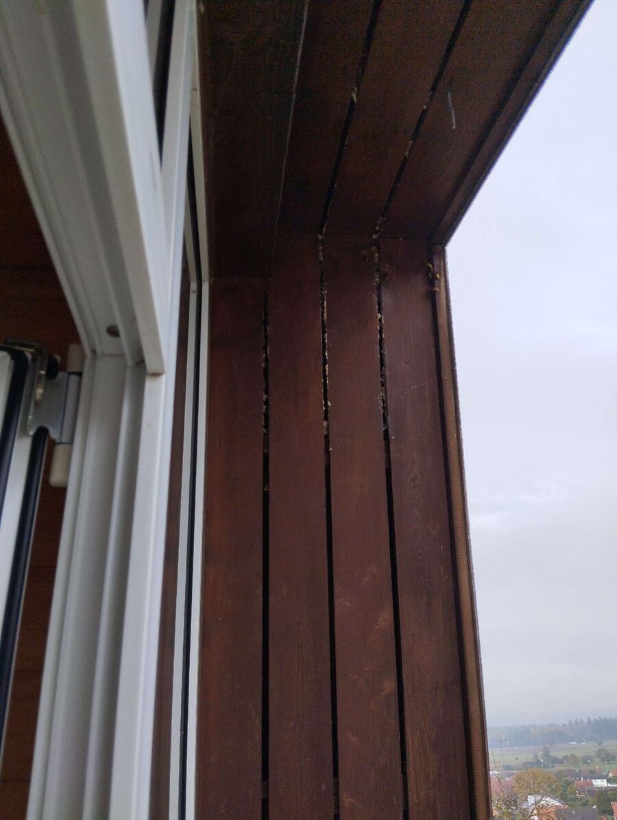 wespennest_entfernen