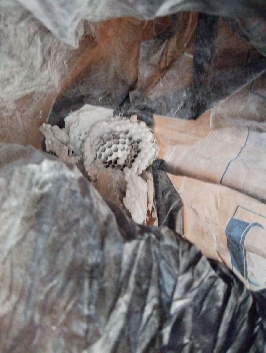 wespennest_entfernen