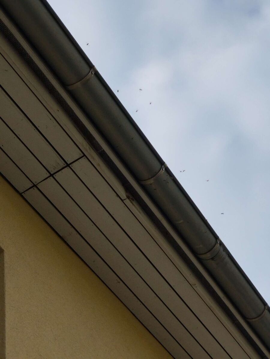 wespennest_entfernen