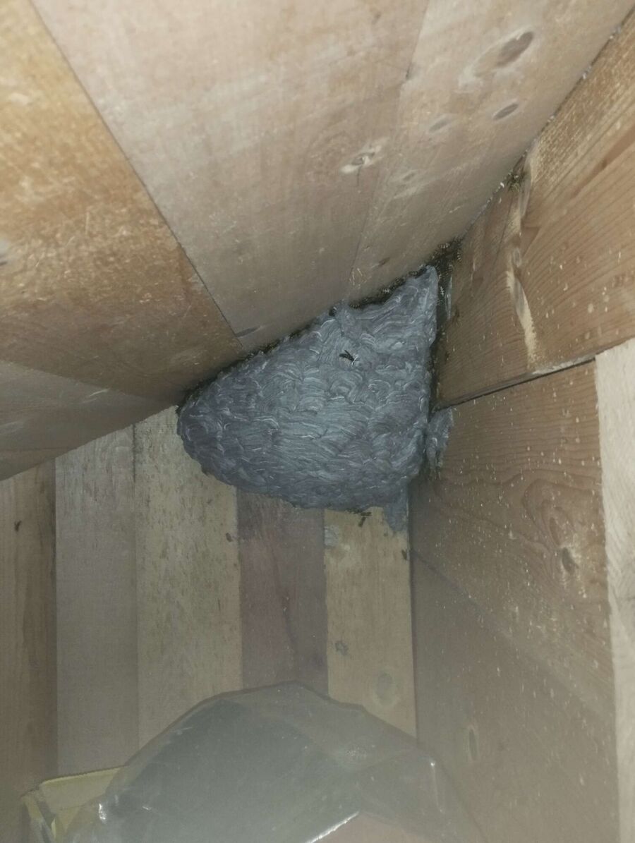 wespennest_entfernen