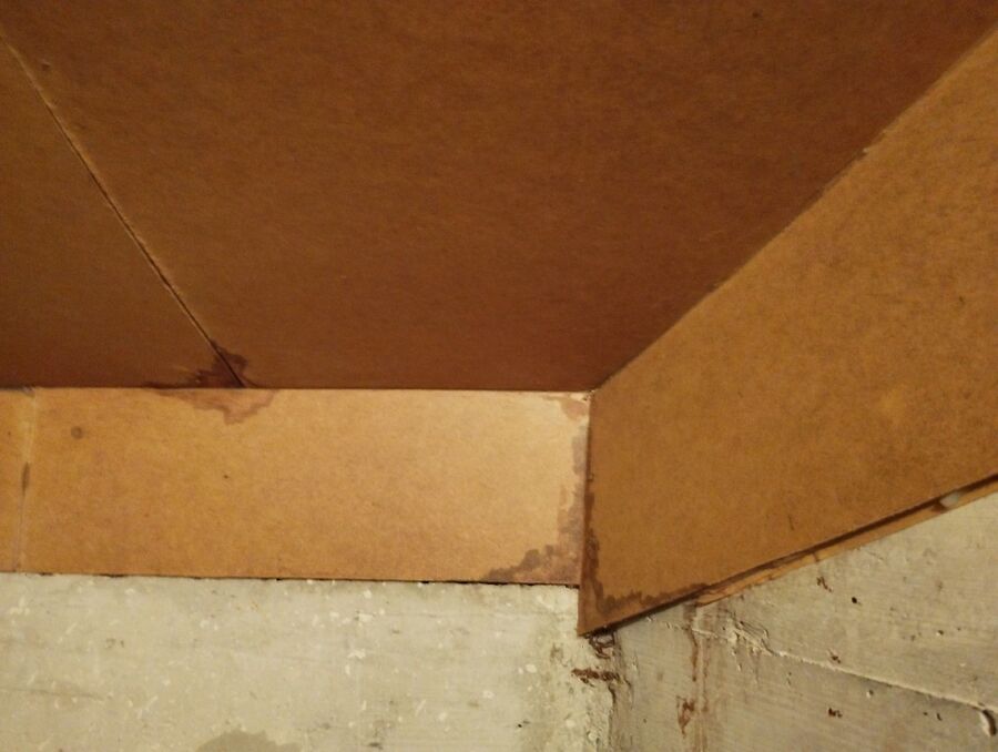 wespennest_entfernen