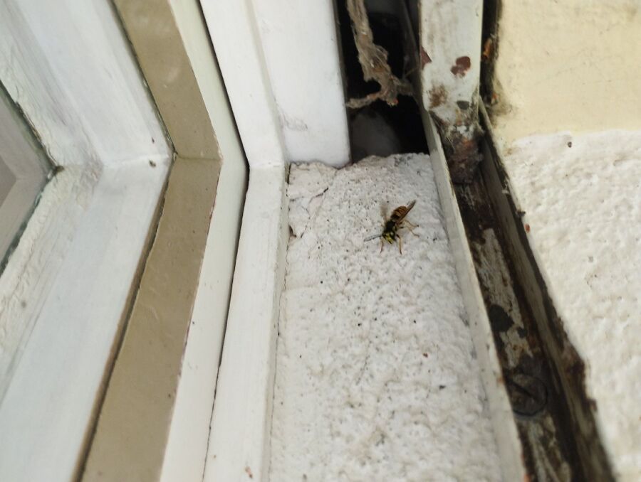 wespennest_entfernen