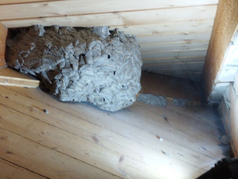 wespennest_entfernen