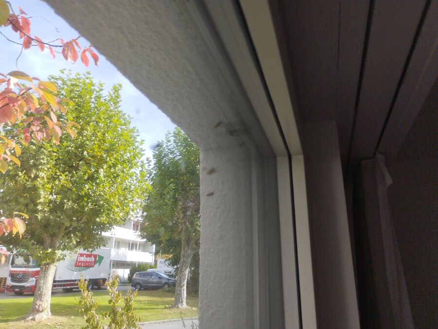 wespennest_entfernen