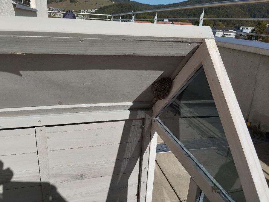 wespennest_entfernen