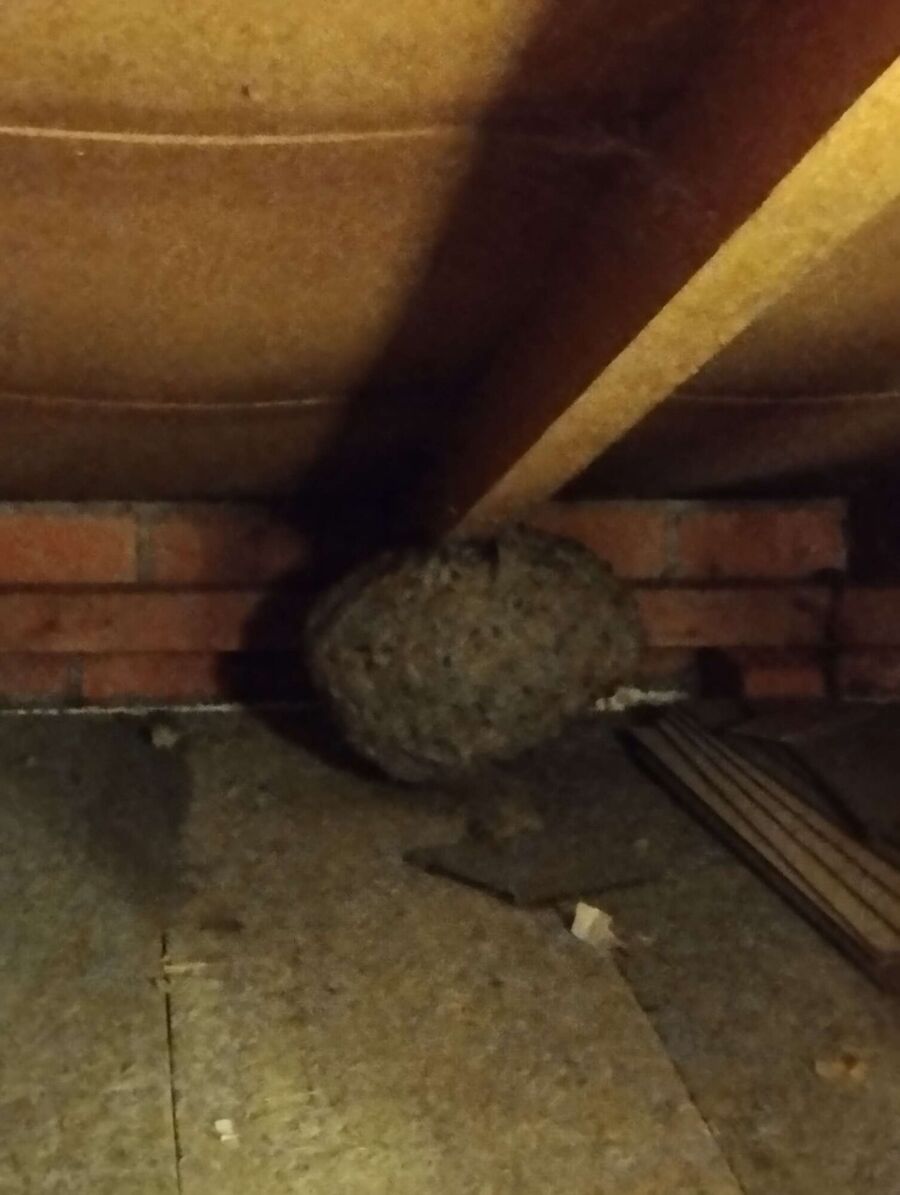 wespennest_entfernen