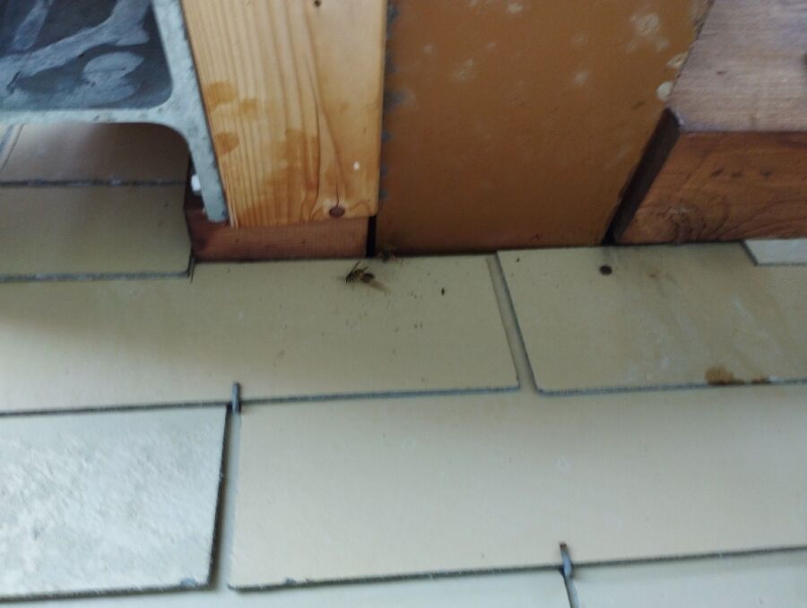 wespennest_entfernen