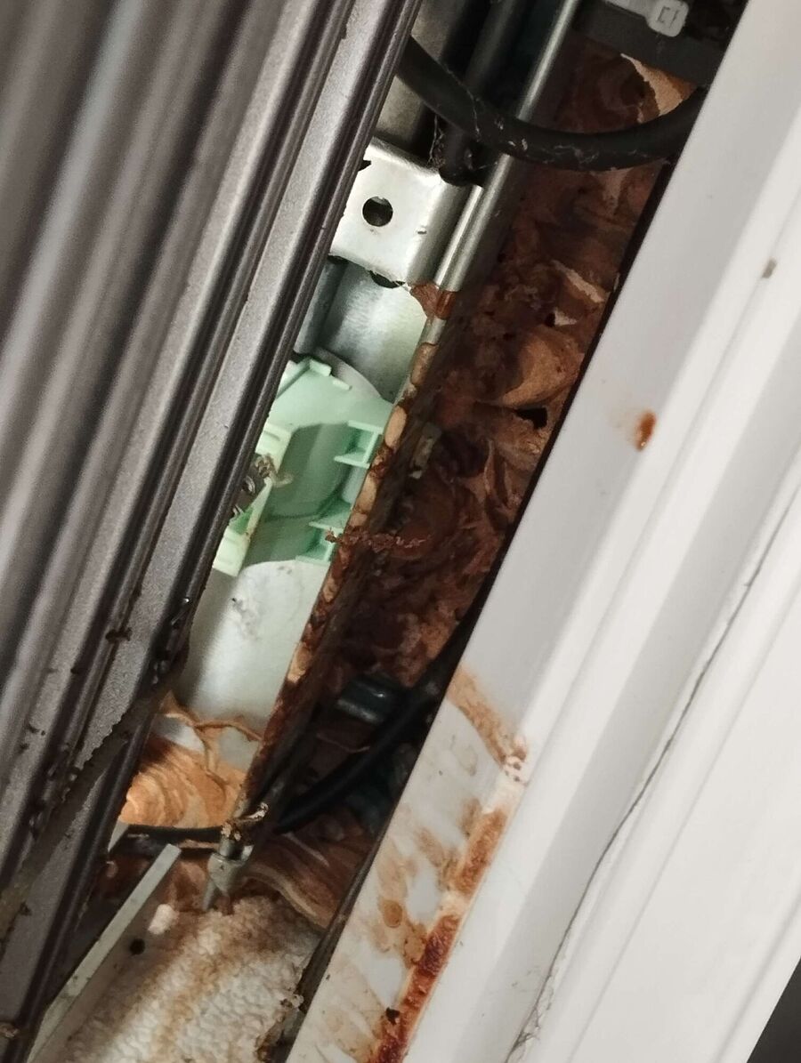 wespennest_entfernen