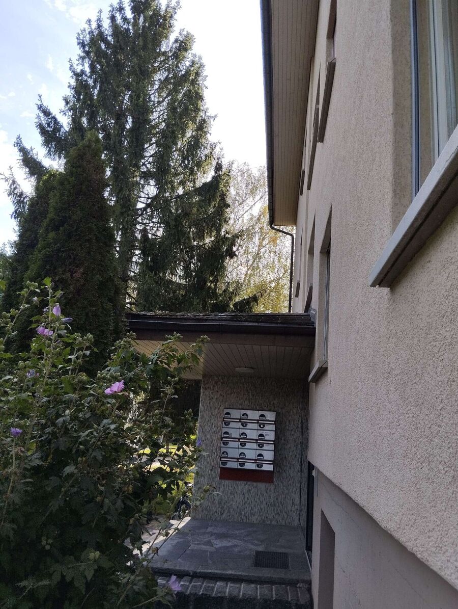 wespennest_entfernen