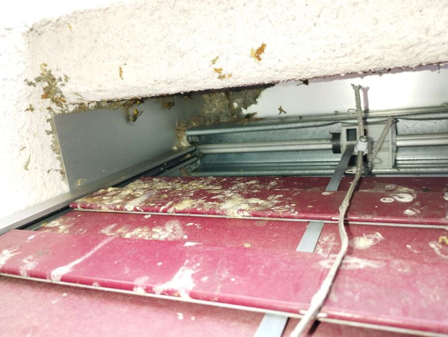 wespennest_entfernen