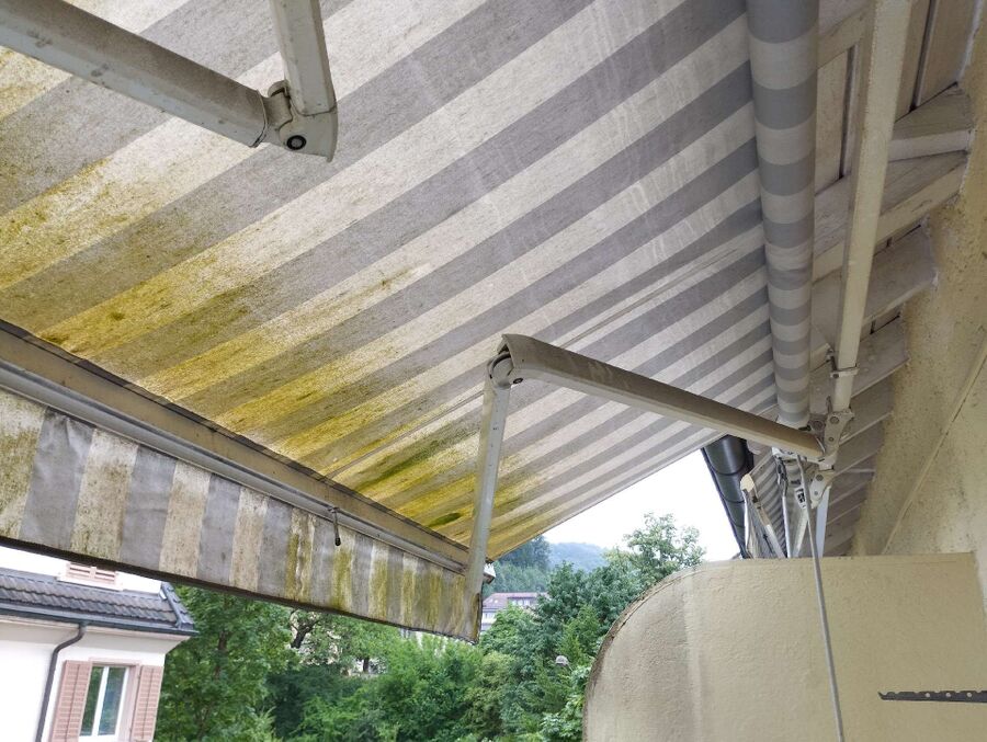 wespennest_entfernen