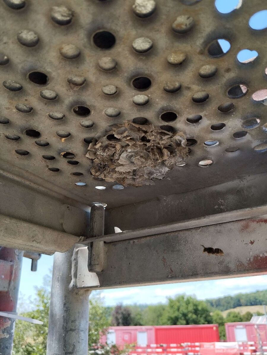 wespennest_entfernen